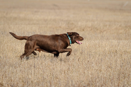 Dozer