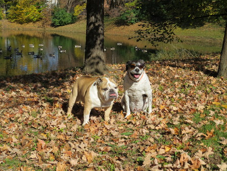 Spike and Buckwheat