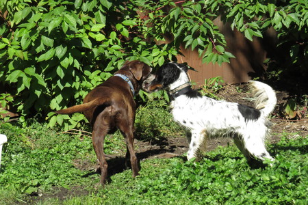 Biscuit and Logan