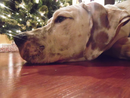 Huckleberry