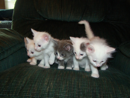 Peez, Mikey, Schmoopie, Buffy and Duffy