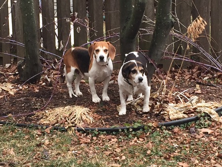 Mabel and Mumford