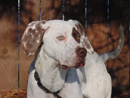Huckleberry