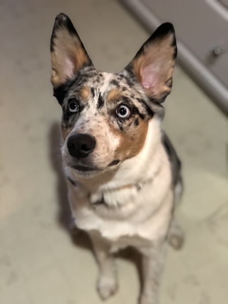 Paisley