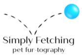 simply fetching! pet fur-tography 2020