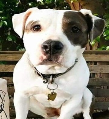 Darla