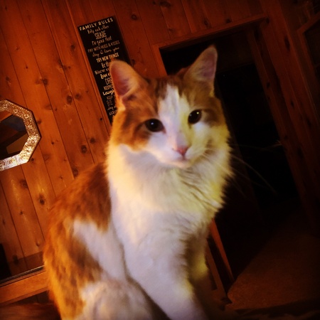 Elvis the King