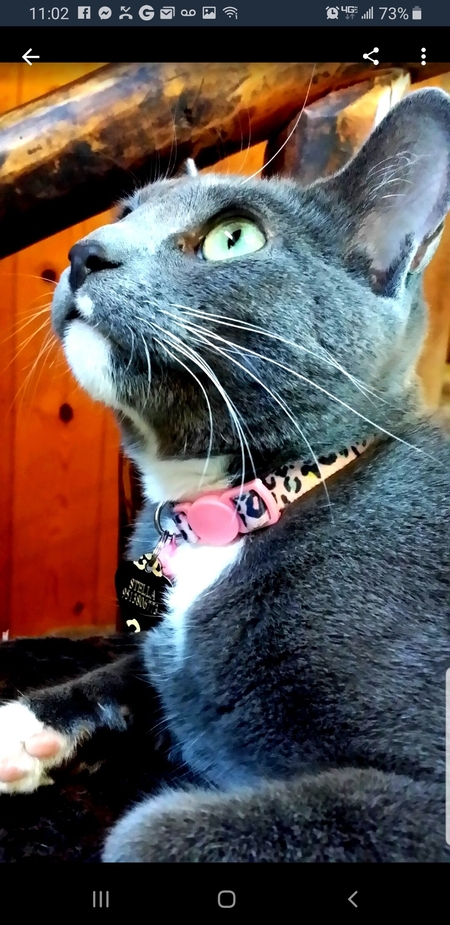 Stella