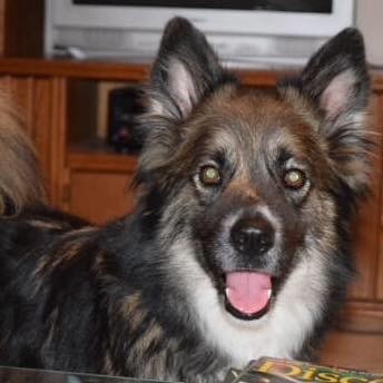 Koda