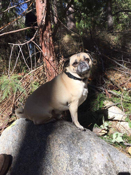 Pugsley