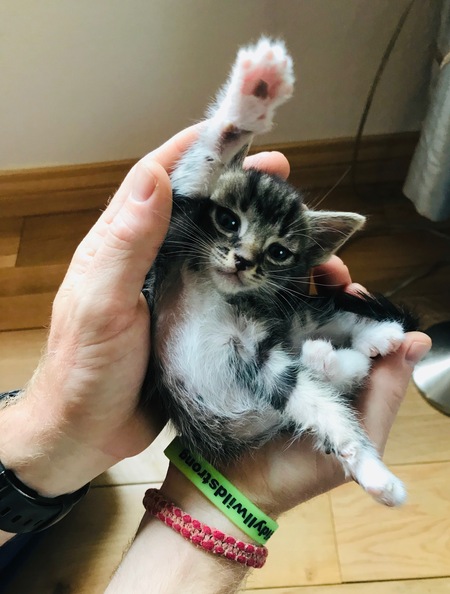 Mars the space kitten 