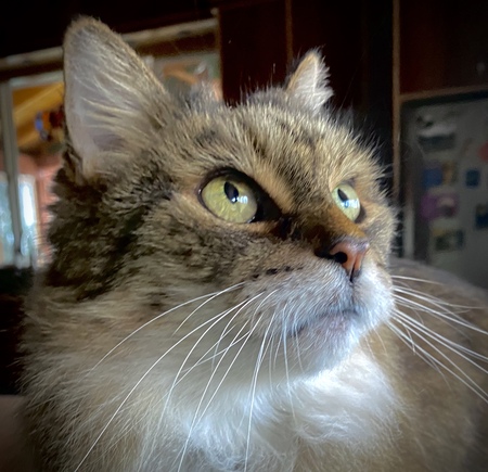 Kitty 