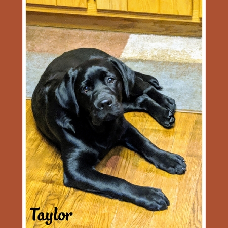 Taylor Summer Blaze