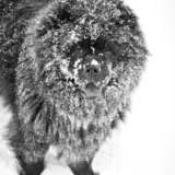 Entry image for Zizu