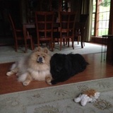 Entry image for Peanut and Samantha