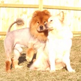 Entry image for Mufasa and Lace