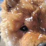 Entry image for Sadie