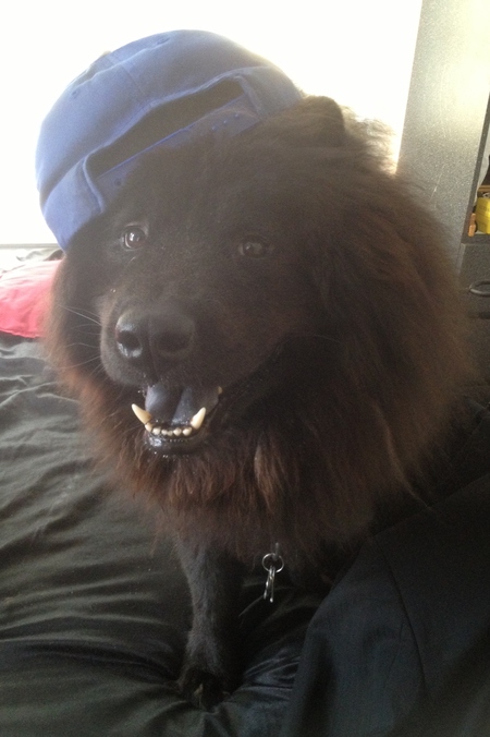 Entry image for Chubby. Clicking this image will show a larger photo