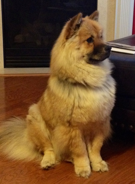 Entry image for Bella. Clicking this image will show a larger photo