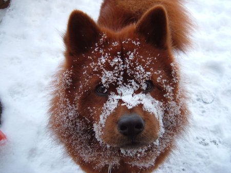 Entry image for Lukas. Clicking this image will show a larger photo