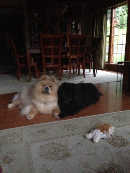 Entry image for Peanut and Samantha. Clicking this image will show a larger photo