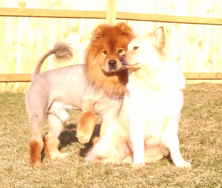 Entry image for Mufasa and Lace. Clicking this image will show a larger photo