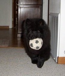 Entry image for Jake . Clicking this image will show a larger photo