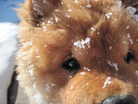 Entry image for Sadie. Clicking this image will show a larger photo