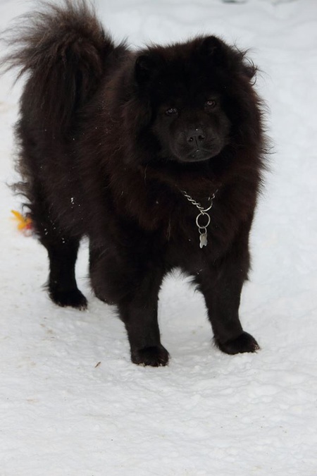 Entry image for Sasha. Clicking this image will show a larger photo