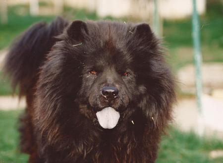 Entry image for Cody. Clicking this image will show a larger photo