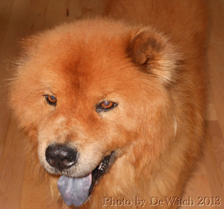 Entry image for Babe. Clicking this image will show a larger photo