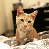 Entry image for Milo