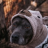 Entry image for Seal