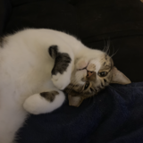 Entry image for Sherlock