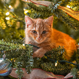 Entry image for Nugget