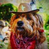 Entry image for Seamus