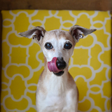 Entry image for Sorbi