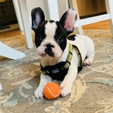 Entry image for Cannoli