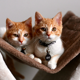 Entry image for Ginny and Molly 