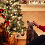 Entry image for Toby