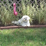 Entry image for Ziggy