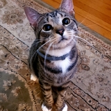 Entry image for Simone