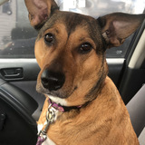 Entry image for Laya