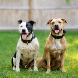 Entry image for Cruiser & Josie