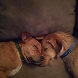 Entry image for Max & Lizzie Joyce