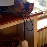 Entry image for Cosmo