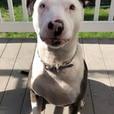 Entry image for Miley Moo