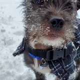 Entry image for Ducky