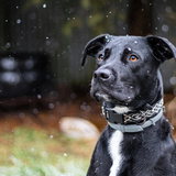 Entry image for Otis