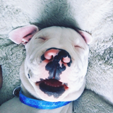 Entry image for RHINO